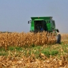 Mais de 40% do milho já foi colhido no estado