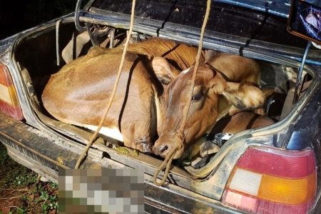 Bezerro e novilha são encontrados amarrados dentro de carro em Minas Gerais