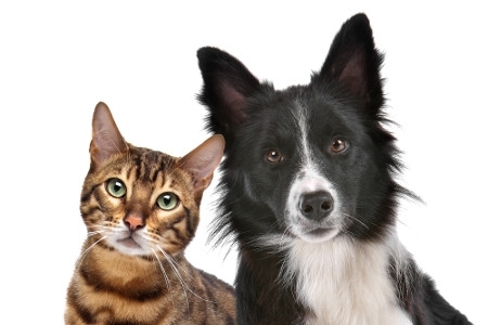 Bossoroca publica lei que orienta proprietários a registrar seus cães e gatos