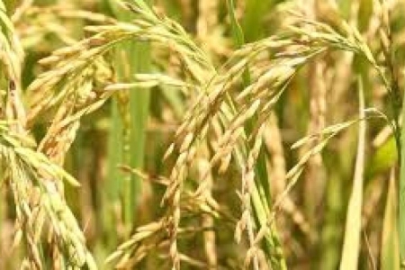 Governo confirma ações para enfrentamento da crise do arroz