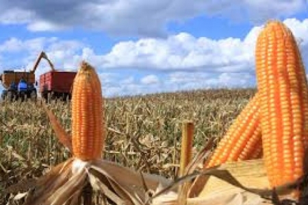 Colheita de milho é favorecida pelo clima de umidade ideal no estado
