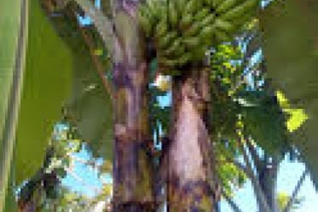 Porto Mauá-Mais um cacho de bananas que desafia  a lei da gravidade