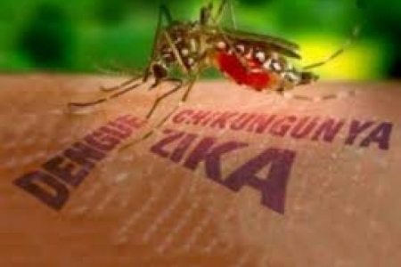 Aedes aegypti: 2,175 milhões de pessoas tiveram doenças ligadas ao mosquito em 2016