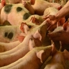 Indústria de carnes comemora novo status sanitário do Rio Grande do Sul