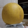 Casal é surpreendido ao colher laranja de quase cinco quilos em Santo Ângelo